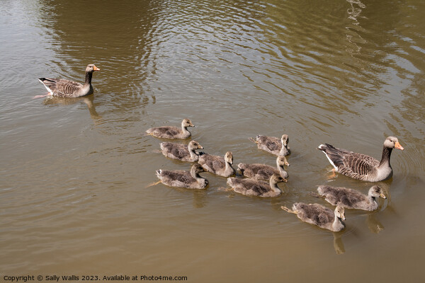Greylag Geese parents with family Picture Board by Sally Wallis
