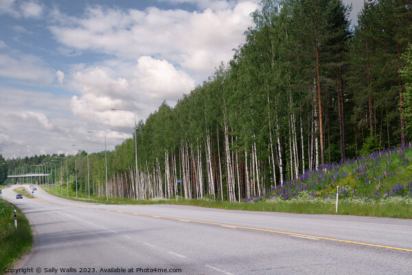 Open Road, Silver Birches and Lupins Picture Board by Sally Wallis