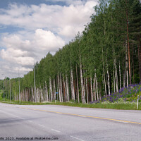 Buy canvas prints of Open Road, Silver Birches and Lupins by Sally Wallis