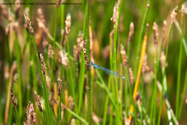 common damselfly feeding on a rush Picture Board by Sally Wallis