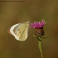 Buy canvas prints of Cabbage White on Knapweed by Sally Wallis