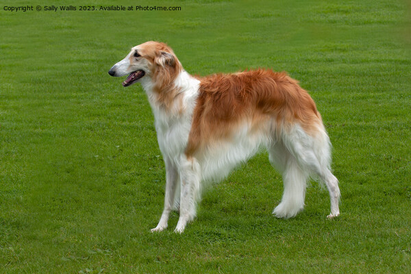 Borzoi standing in field Picture Board by Sally Wallis