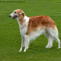 Buy canvas prints of Borzoi standing in field by Sally Wallis