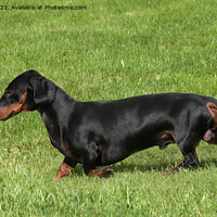 Buy canvas prints of Black & tan smooth haired Dachshund by Sally Wallis