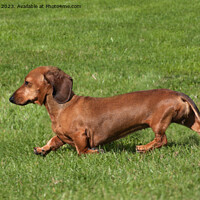 Buy canvas prints of Smooth-Haired Dachshund by Sally Wallis