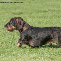 Buy canvas prints of Wire Haired Dachshund by Sally Wallis