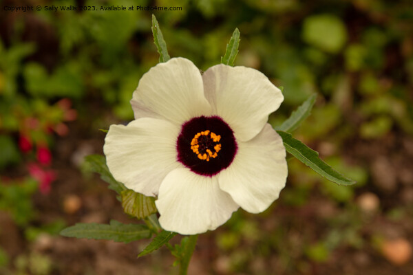 Hibiscus Trionum Picture Board by Sally Wallis