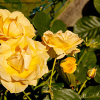 Buy canvas prints of Yellow roses by Sally Wallis