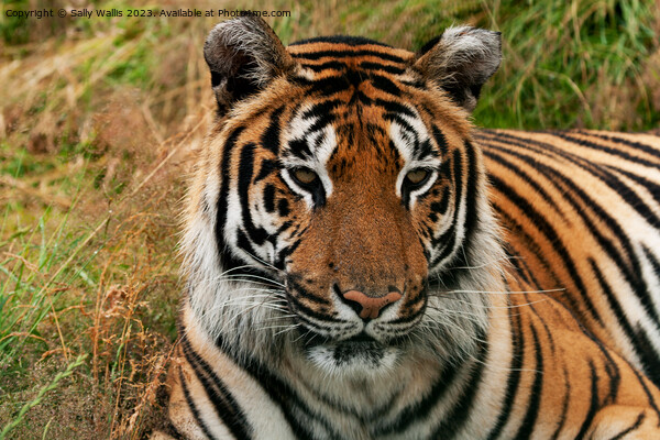 Bengal Tiger portrait Picture Board by Sally Wallis