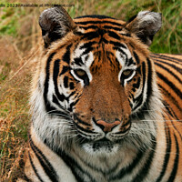 Buy canvas prints of Bengal Tiger portrait by Sally Wallis