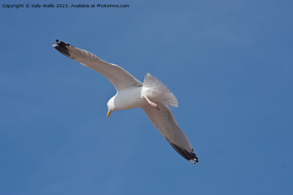 Seagull soaring Picture Board by Sally Wallis