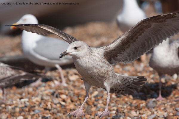 Herring gull landing Picture Board by Sally Wallis