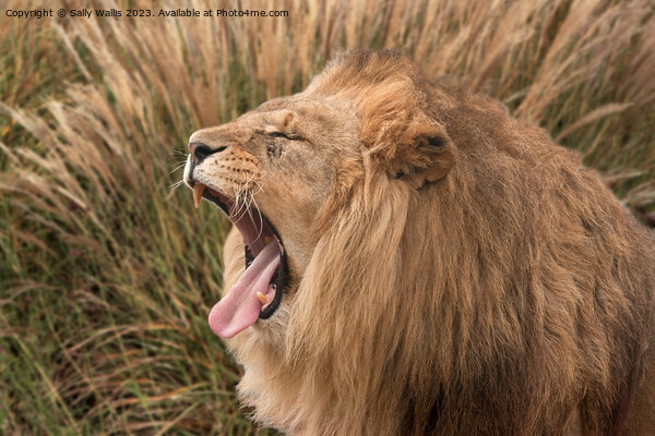 Lion roaring Picture Board by Sally Wallis