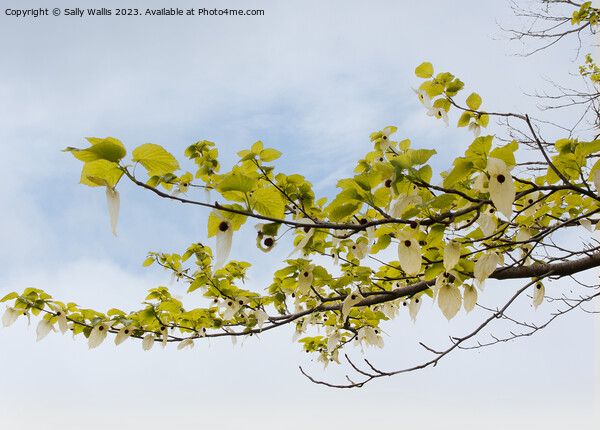 Branch of a pocket handkerchief tree against the sky Picture Board by Sally Wallis