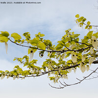 Buy canvas prints of Branch of a pocket handkerchief tree against the sky by Sally Wallis