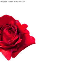 Buy canvas prints of red rose, isolated by Sally Wallis