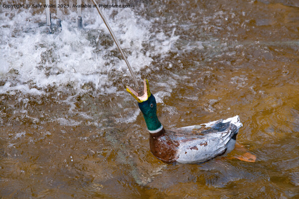 A Penny on the Duck's Back Picture Board by Sally Wallis