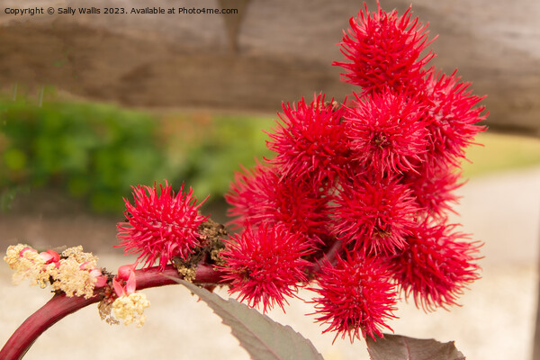 Castor Oil Plant Picture Board by Sally Wallis