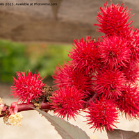 Buy canvas prints of Castor Oil Plant by Sally Wallis