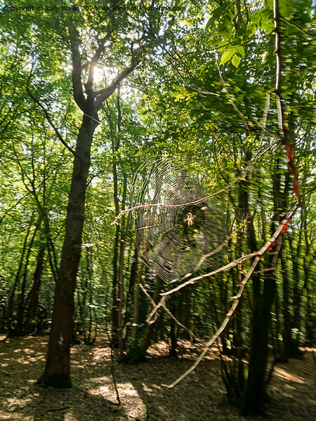 Cobweb in forest Picture Board by Sally Wallis