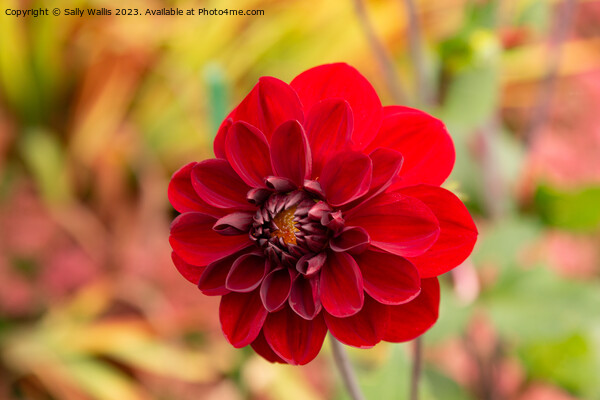 Velvety Red Dahlia Picture Board by Sally Wallis