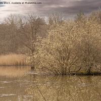 Buy canvas prints of Pussy Willow on island by Sally Wallis
