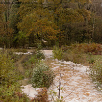 Buy canvas prints of Flooded Woodland by Sally Wallis