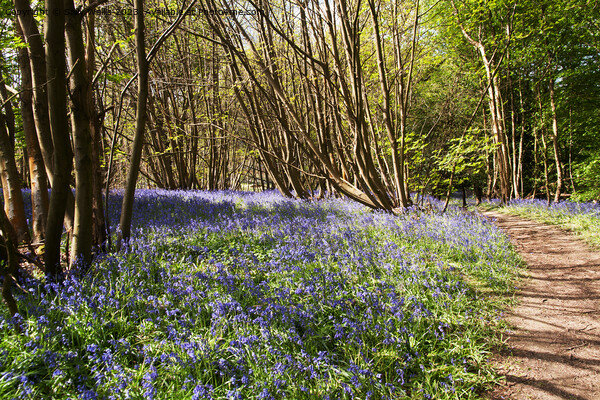 Path through bluebells Picture Board by Sally Wallis