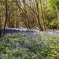 Buy canvas prints of Path through bluebells by Sally Wallis