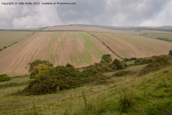 Rolling Hills of South Downs Picture Board by Sally Wallis