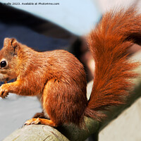 Buy canvas prints of Red squirrel with bushy tail by Sally Wallis