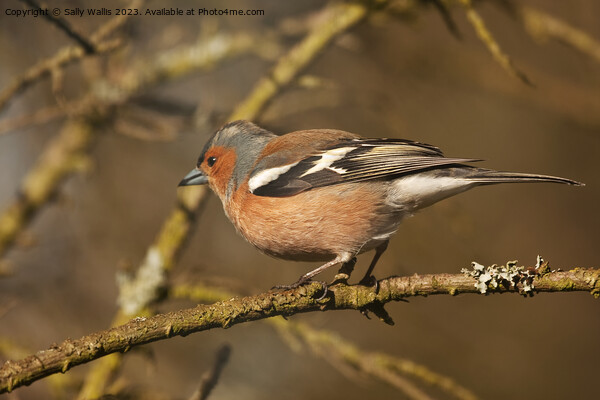 male chaffinch about to take off from a twig Picture Board by Sally Wallis