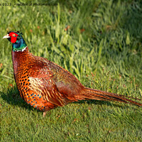 Buy canvas prints of Cock Pheasant by Sally Wallis