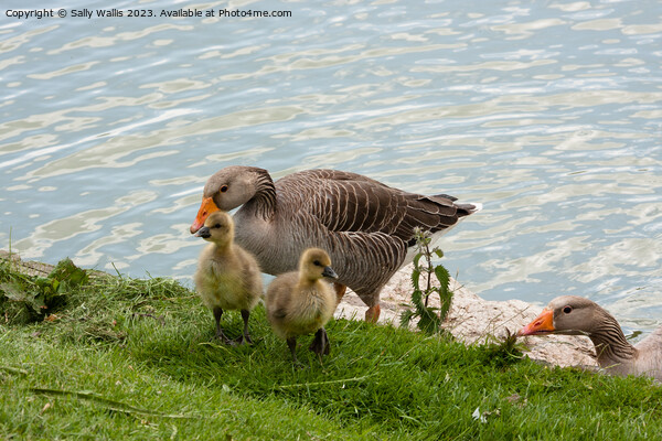 Greylag Goose Family Picture Board by Sally Wallis