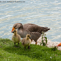 Buy canvas prints of Greylag Goose Family by Sally Wallis