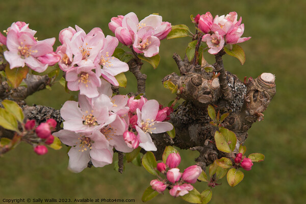 Apple Blossom on Pruned Branch Picture Board by Sally Wallis