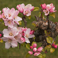 Buy canvas prints of Apple Blossom on Pruned Branch by Sally Wallis