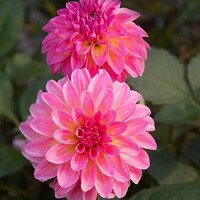 Buy canvas prints of Pink Dahlias by Sally Wallis