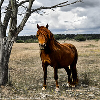Buy canvas prints of Wild horse in Thetford forest by Stacey Knapp