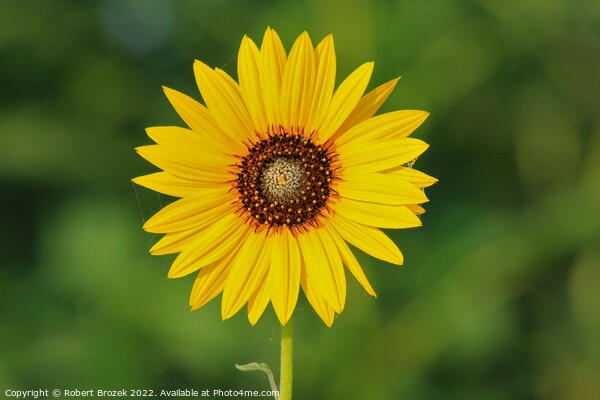 Kansas Wild Sunflower closeup with green backgroun Picture Board by Robert Brozek