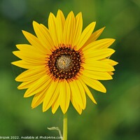 Buy canvas prints of Kansas Wild Sunflower closeup with green backgroun by Robert Brozek