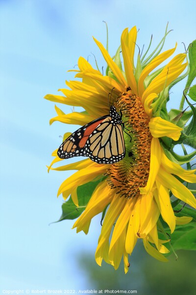 A Monarch Butterfly closeup on a Kansas Sunflower  Picture Board by Robert Brozek