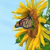 Buy canvas prints of A Monarch Butterfly closeup on a Kansas Sunflower  by Robert Brozek