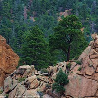Buy canvas prints of Colorado Rocky Mountains USA with tree's. by Robert Brozek