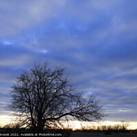 Buy canvas prints of Tree with clouds at sunset  by Robert Brozek