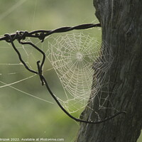 Buy canvas prints of Cobweb on a fence post with a green background by Robert Brozek