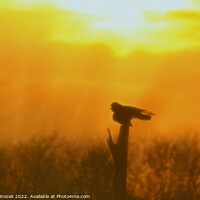 Buy canvas prints of Outdoor Sunset with Bird silhouette on post by Robert Brozek