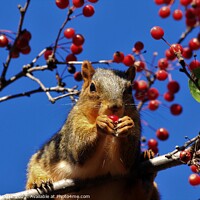 Buy canvas prints of A Red Fox Tail squirrel on a branch eating red ber by Robert Brozek