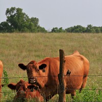 Buy canvas prints of Two cattle standing on top of a lush green field  by Robert Brozek