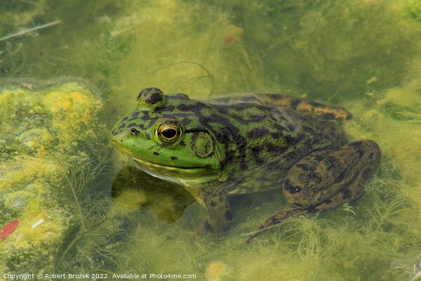 A green Bullfrog on top of a moss covered pond Picture Board by Robert Brozek